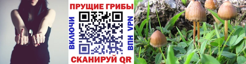 где продают   Белово  Псилоцибиновые грибы мицелий 